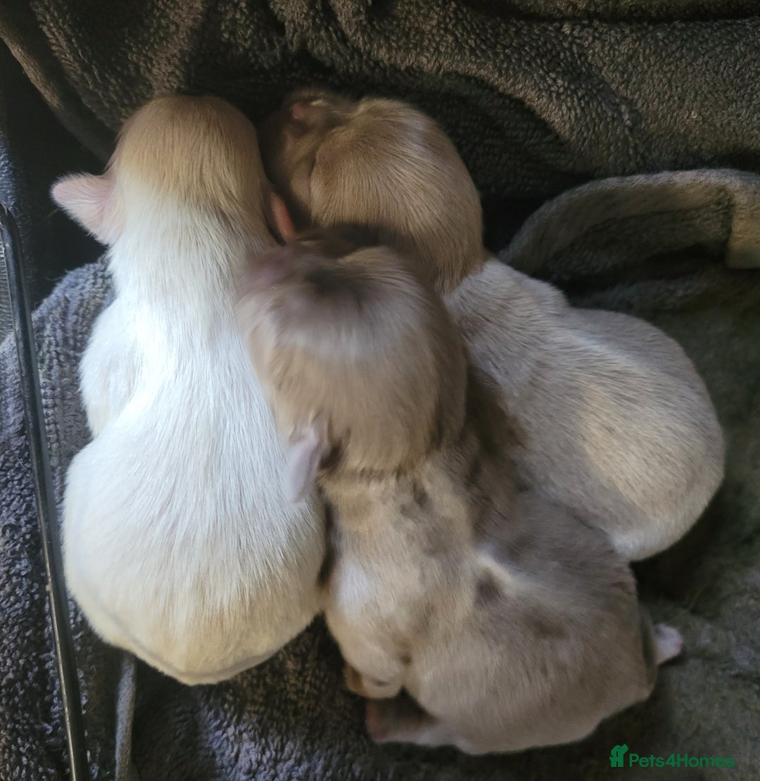 Shih Tzu dogs for sale: Three stunning Lavender/dobie Imperial ShihTzu - Image 6