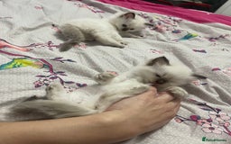 Ragdoll cats for sale: 🩵 Beautiful Ragdoll Kittens Ready at 12 Weeks! 🩵 - Image 20