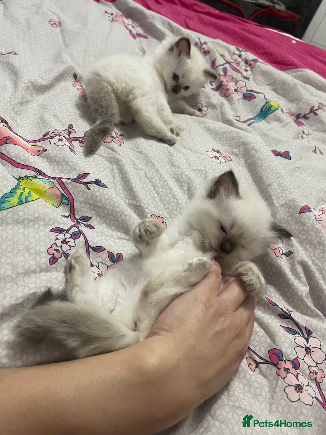 Ragdoll cats for sale: 🩵 Beautiful Ragdoll Kittens Ready at 12 Weeks! 🩵 - Image 20
