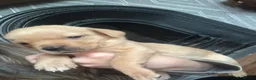 Labrador Retriever dogs for sale: Fox Red Labrador - Advert 29