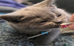 British Shorthair cats for sale: BSH kittens ready now vet checked - Image 12