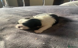 Shih Tzu dogs for sale: Shih tzus puppy for sale - Image 1