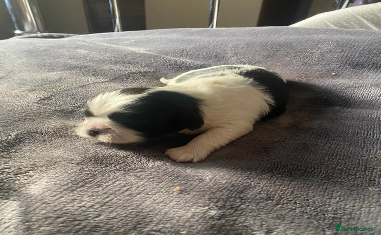 Shih Tzu dogs - Advert 6