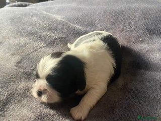 Shih Tzu dogs - Advert 4