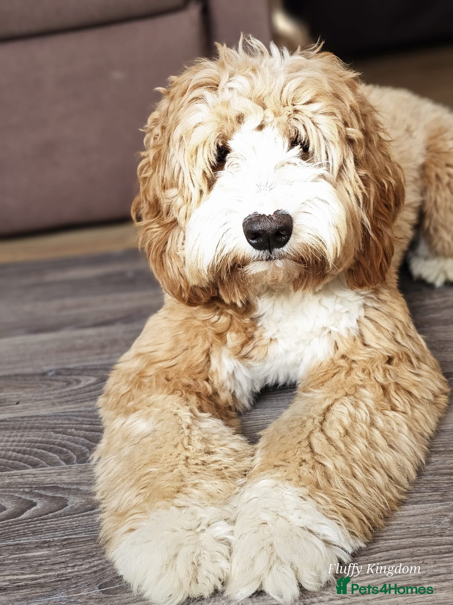 Goldendoodle dogs Red and White Miniature Doodles Licensed  - Advert 14