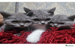 British Shorthair cats for sale: British shorthair  - Image 6
