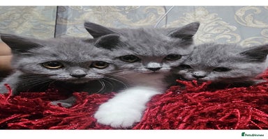 British Shorthair cats - Advert 8
