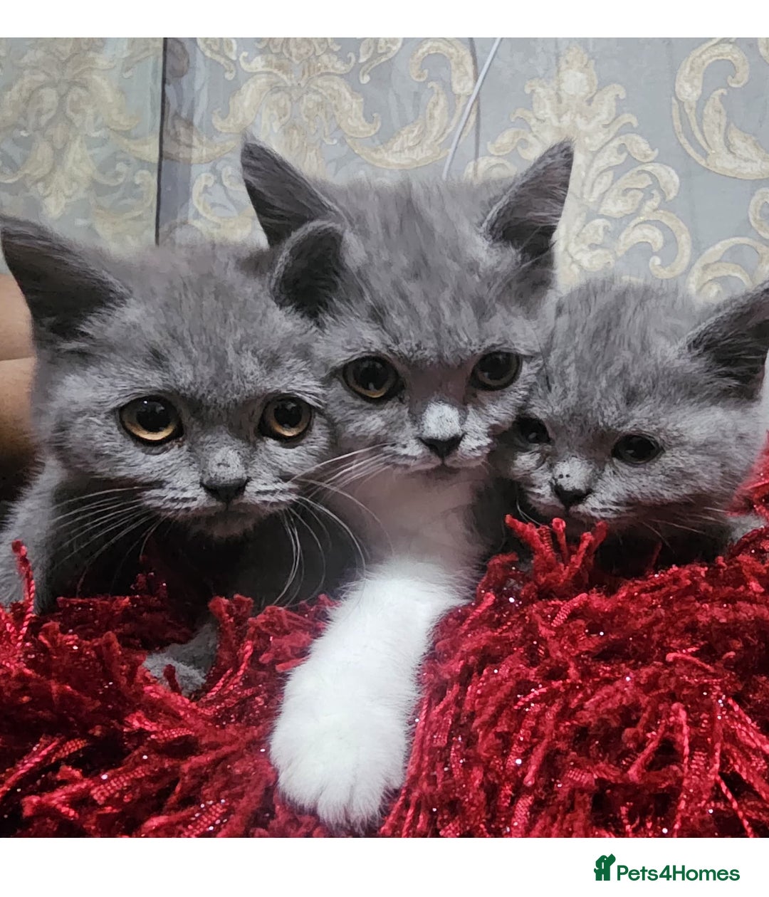 British Shorthair cats for sale: British shorthair  - Image 6