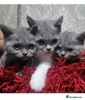 British Shorthair cats - Advert 4