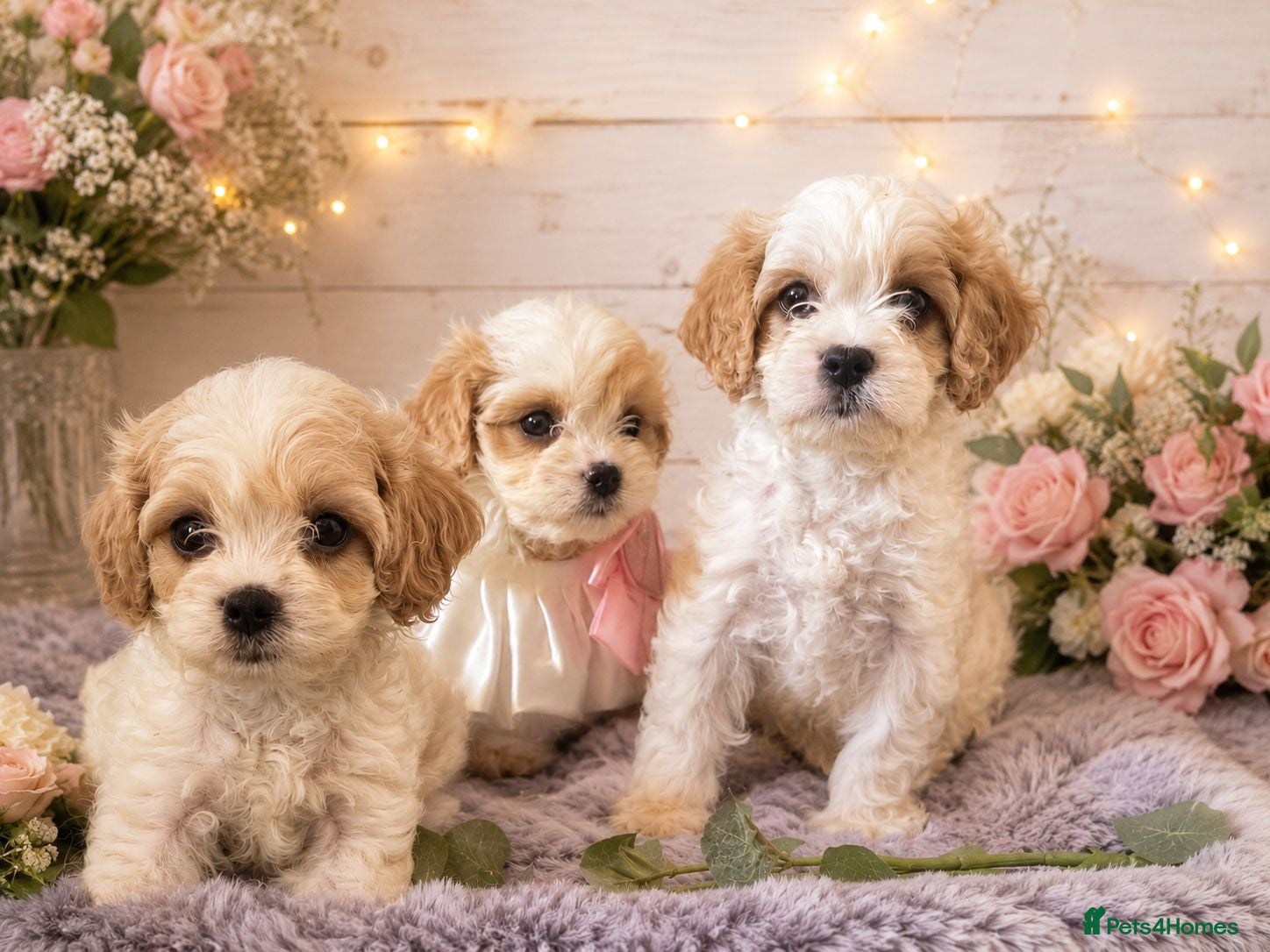 Cavapoochon dogs Extensively Health tested Ready to leave now 💕 - Advert 3