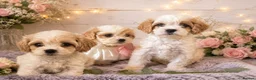 Cavapoochon dogs for sale: Extensively Health tested Ready to leave now 💕 - Advert 7