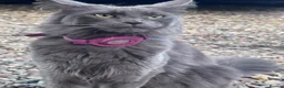 Maine Coon cats for sale: TICA registered female Mainecoon  - Advert 4