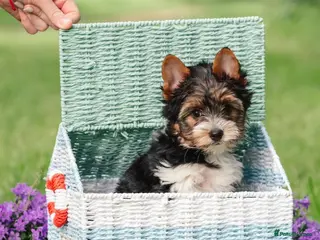 Yorkshire Terrier dogs for sale: Purebred 4 Generation Puppies - Advert 1