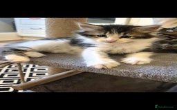 Mixed Breed cats for sale: 2 females mixed maincoon  - Image 4