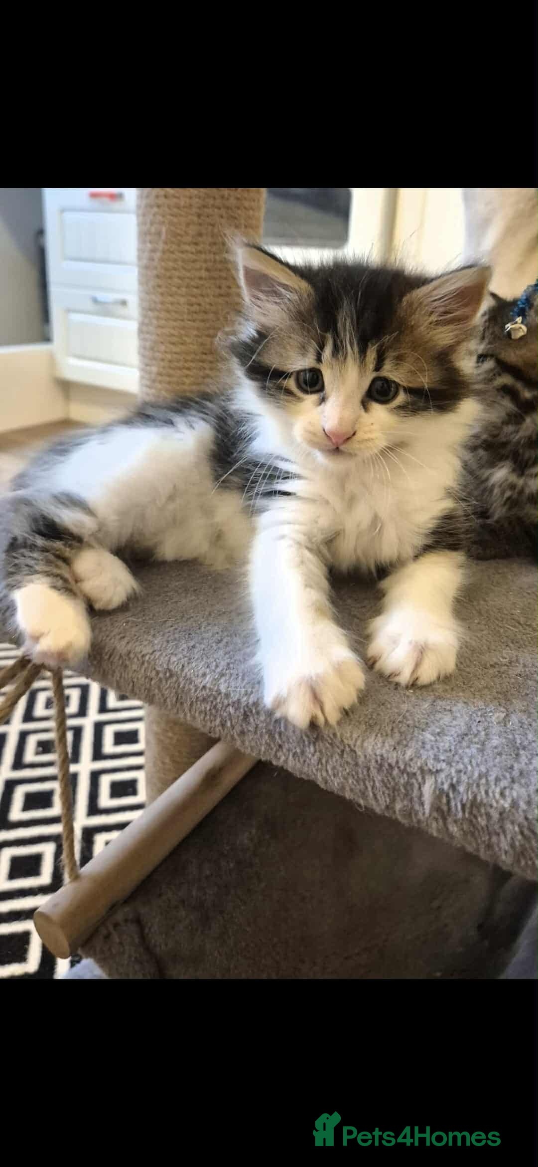 Mixed Breed cats for sale: 2 females mixed maincoon  - Image 4