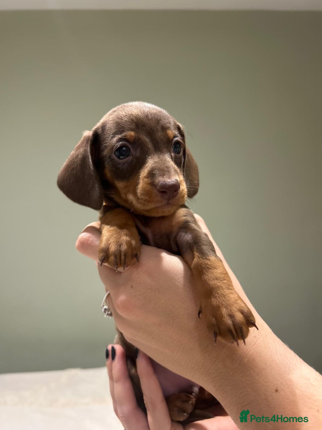 Dachshund dogs for sale: STANDARD DACHSHUND PUPPYS. READY TO LEAVE.  - Advert 7