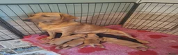 Cockerdor dogs for sale: (6 left) 7 Cockerdor puppies 🐶 5⭐️ breeders - Advert 2