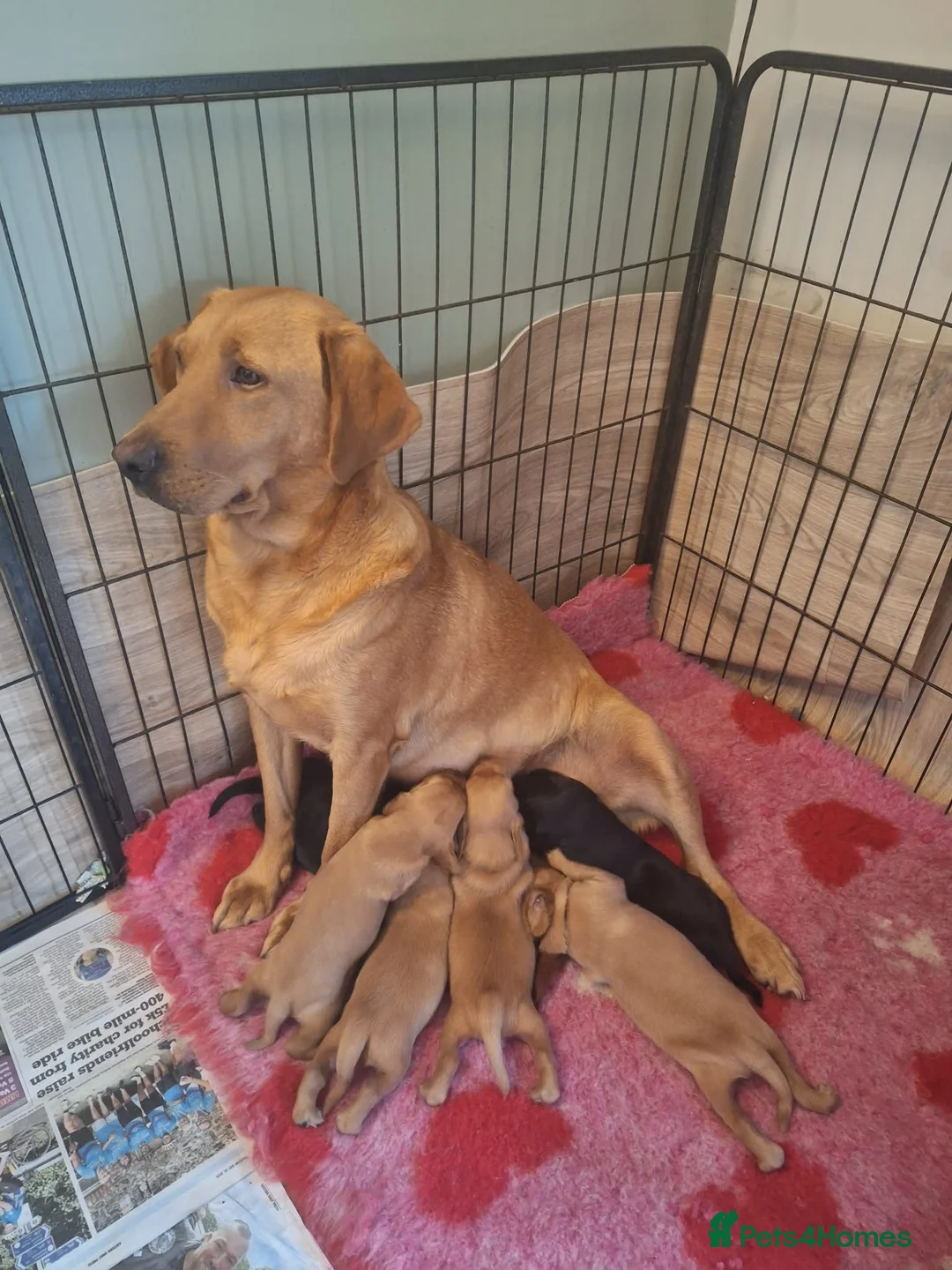 Cockerdor dogs for sale: (6 left) 7 Cockerdor puppies 🐶 5⭐️ breeders - Advert 2