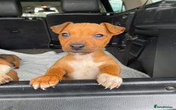Mixed Breed dogs for sale: Jack Russell x Yorkshire terrier puppies  - Image 8