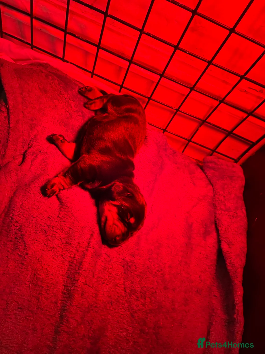 Dachshund dogs for sale: Last dachshund girl available  - Advert 15