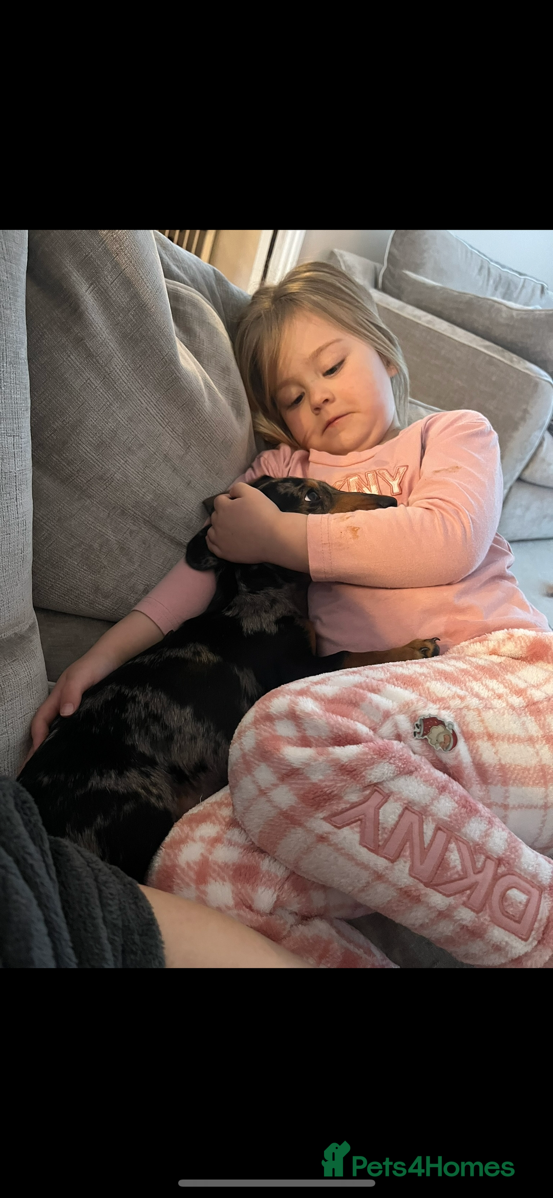 Miniature Dachshund dogs for sale: 14 Week Old Mini Dachshund  - Advert 2