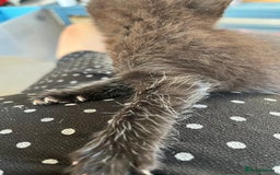 Mixed Breed cats for sale: Kittens for sale  - Image 4