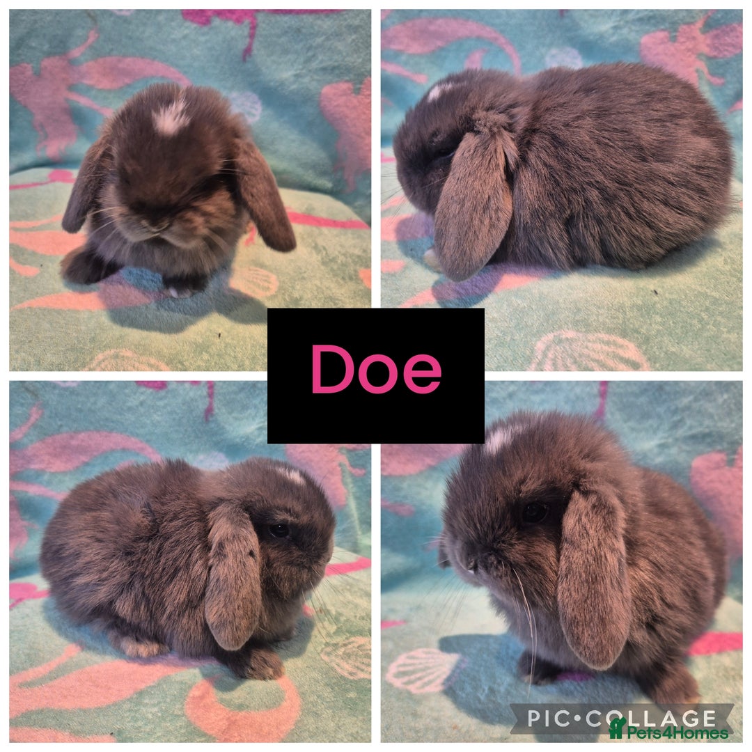 Mini Lop rabbits for sale: 6 gorgeous mini lops - Advert 1
