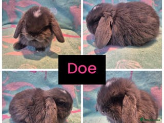 Mini Lop rabbits 6 gorgeous mini lops - Advert 1