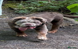 English Bulldog dogs for sale: Fluffy English bulldog  - Image 5