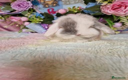 Mini Lop rabbits for sale: Pure bred minilops - Image 2