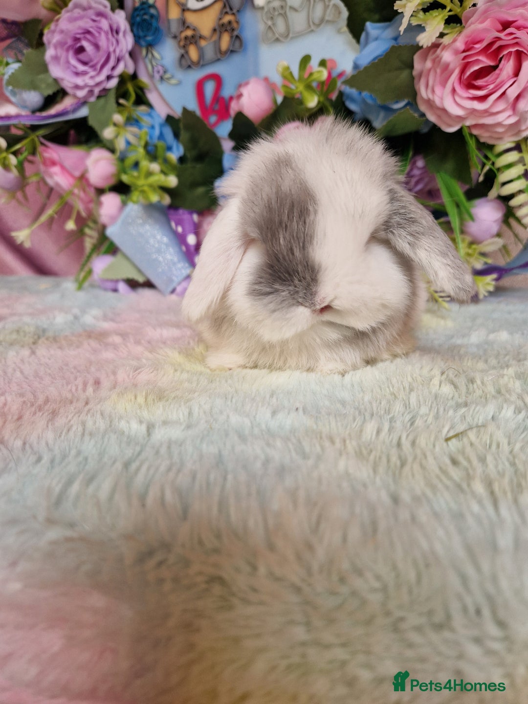 Mini Lop rabbits for sale: Pure bred minilops - Image 2