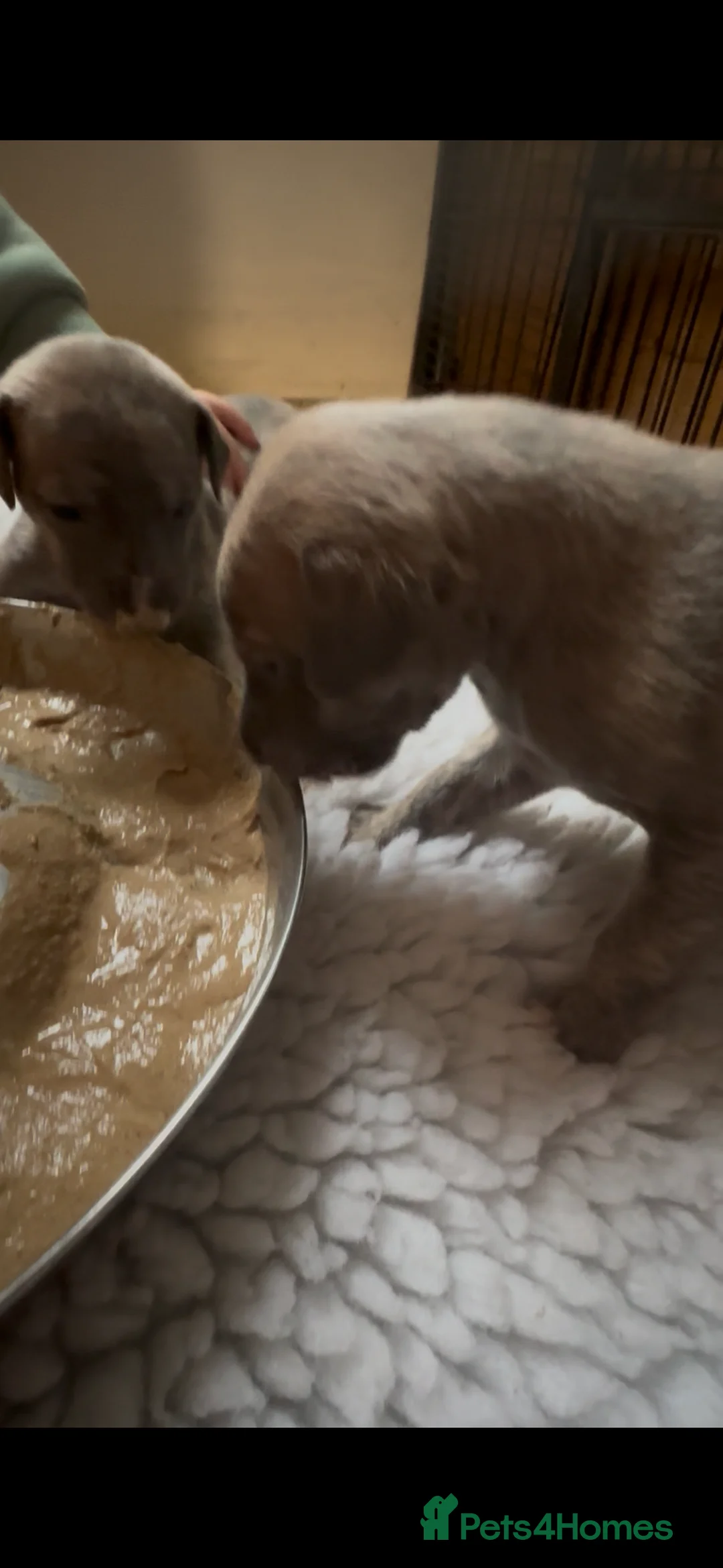 Whippet dogs for sale: STUNNING KC REGISTERED PUPS - Advert 3