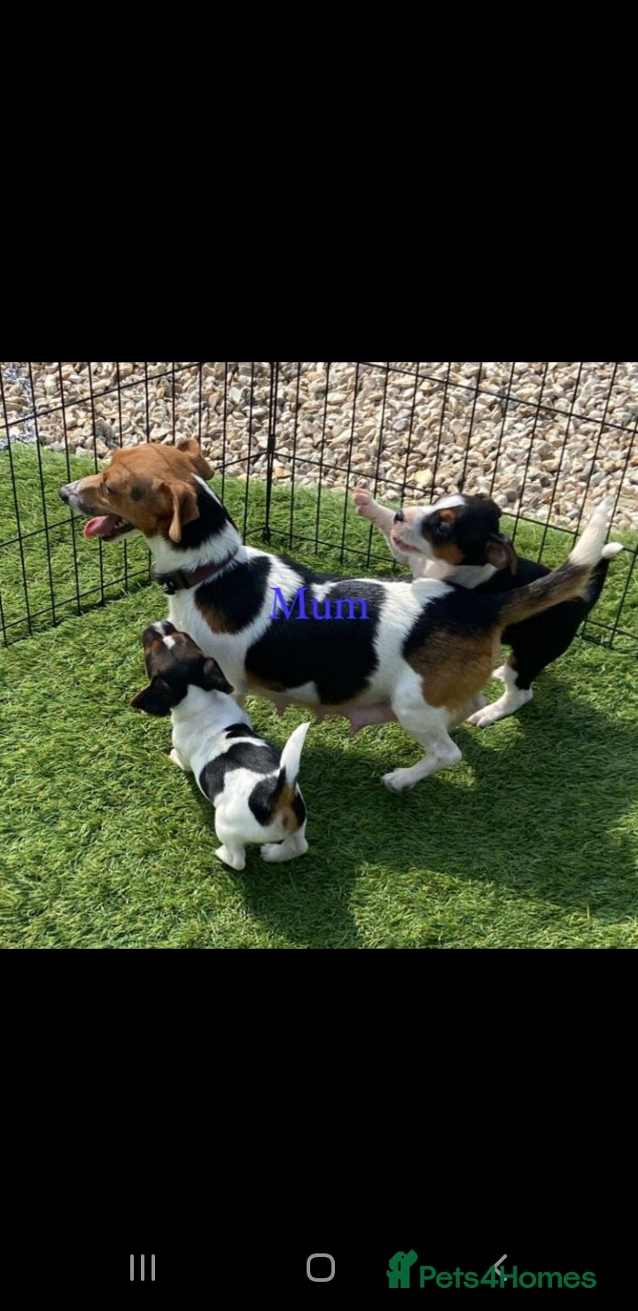 Jack Russell dogs for sale: Stunning jack russell puppies  - Advert 1