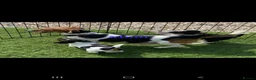 Jack Russell dogs for sale: Stunning jack russell puppies  in Reading - Advert 1