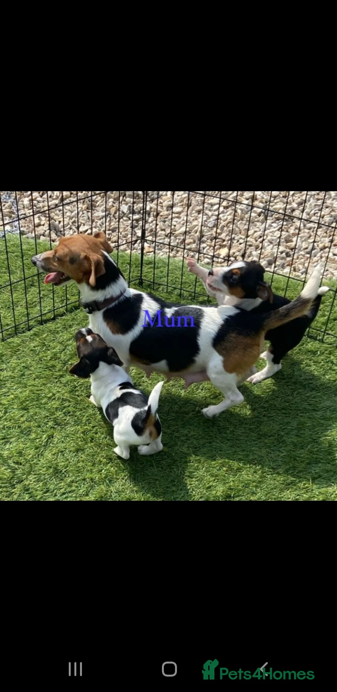 Jack Russell dogs for sale: Stunning jack russell puppies  in Reading - Advert 1