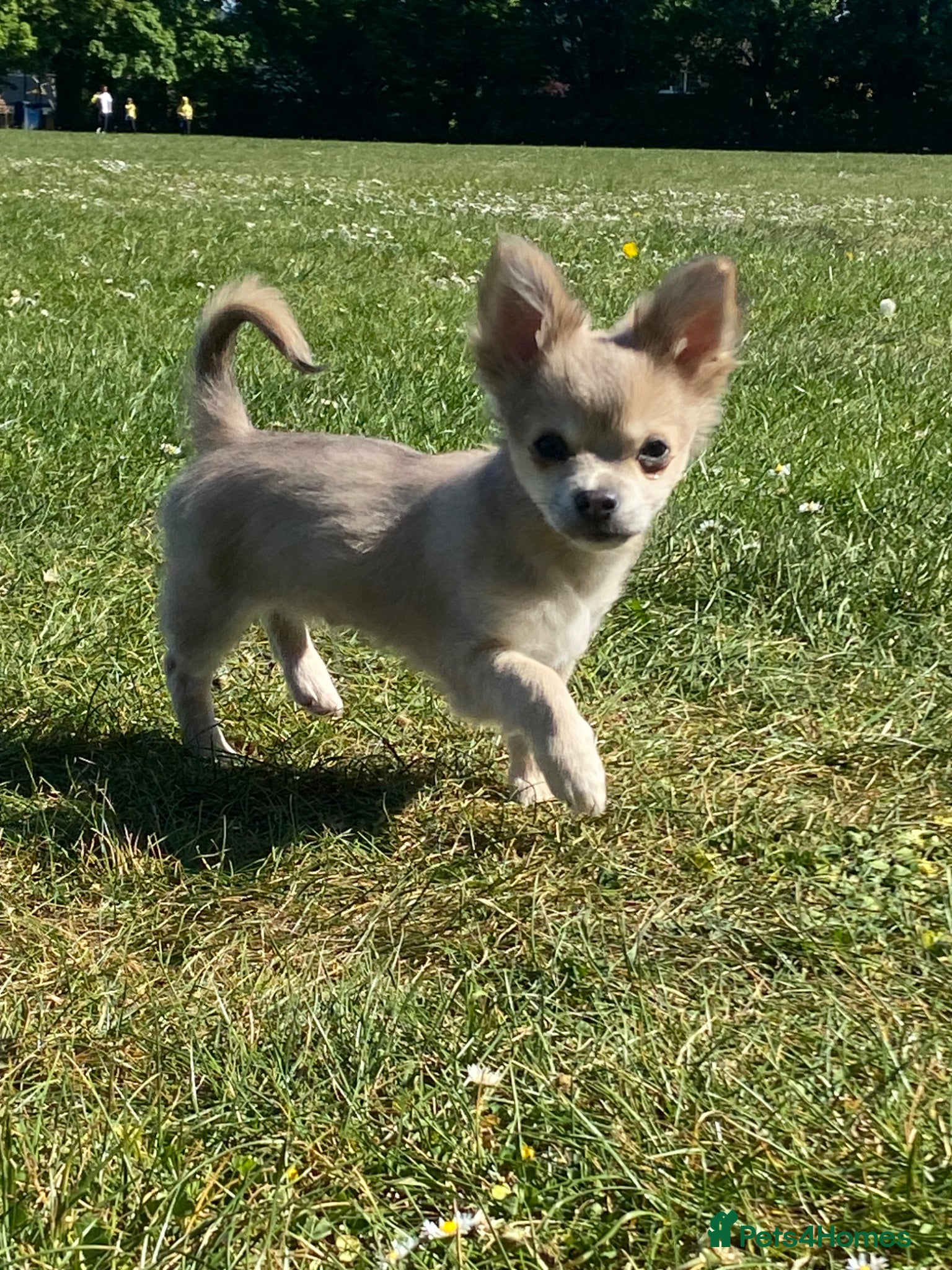 Chihuahua dogs Beautiful chihuahua puppies £1100 - Advert 19