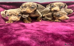 Miniature Dachshund dogs for sale: Miniature dachshund puppies  - Advert 2