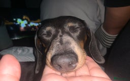 Miniature Dachshund dogs for sale: Miniature dachshund  - Image 16