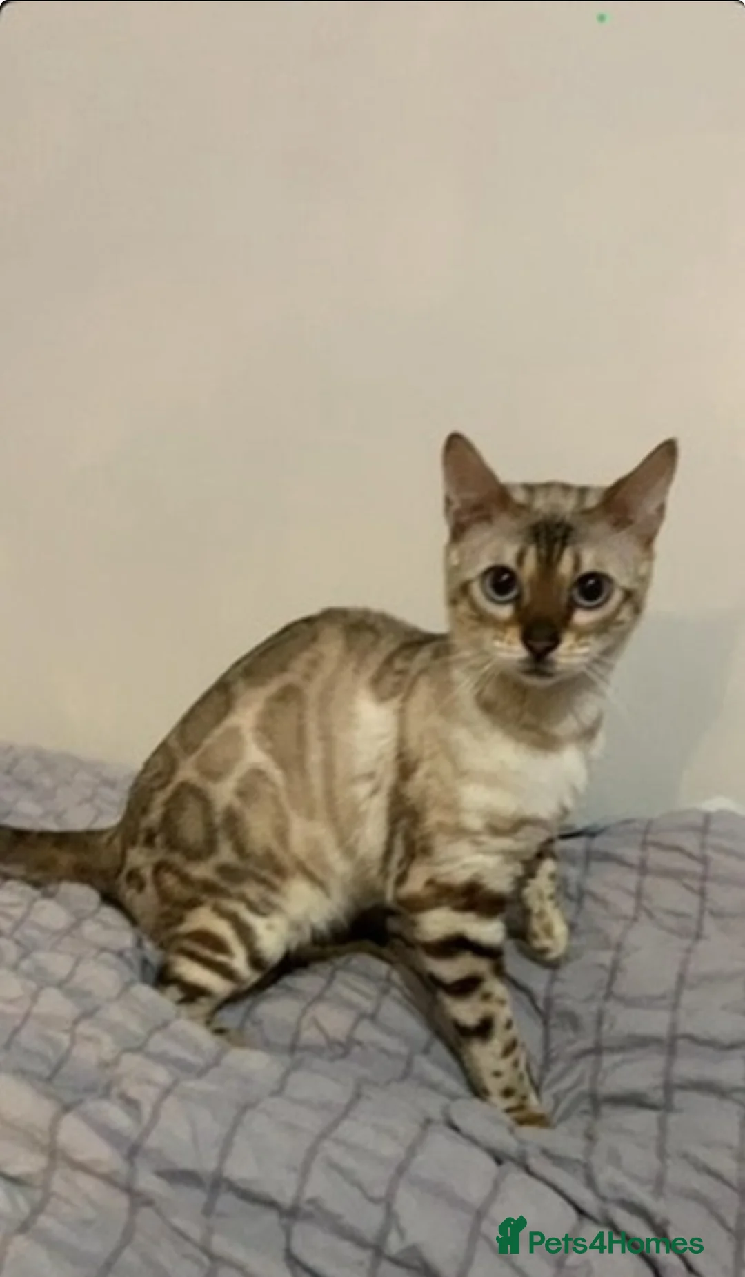 Bengal cats for sale: Beautiful Bengal queen  - Advert 1