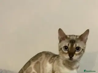 Bengal cats Beautiful Bengal queen - Advert 2