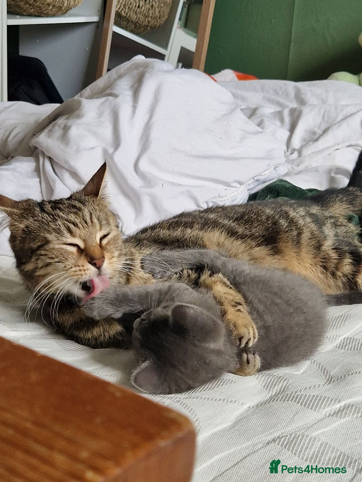 Mixed Breed cats Super Friendly Kittens for sale  - Advert 1