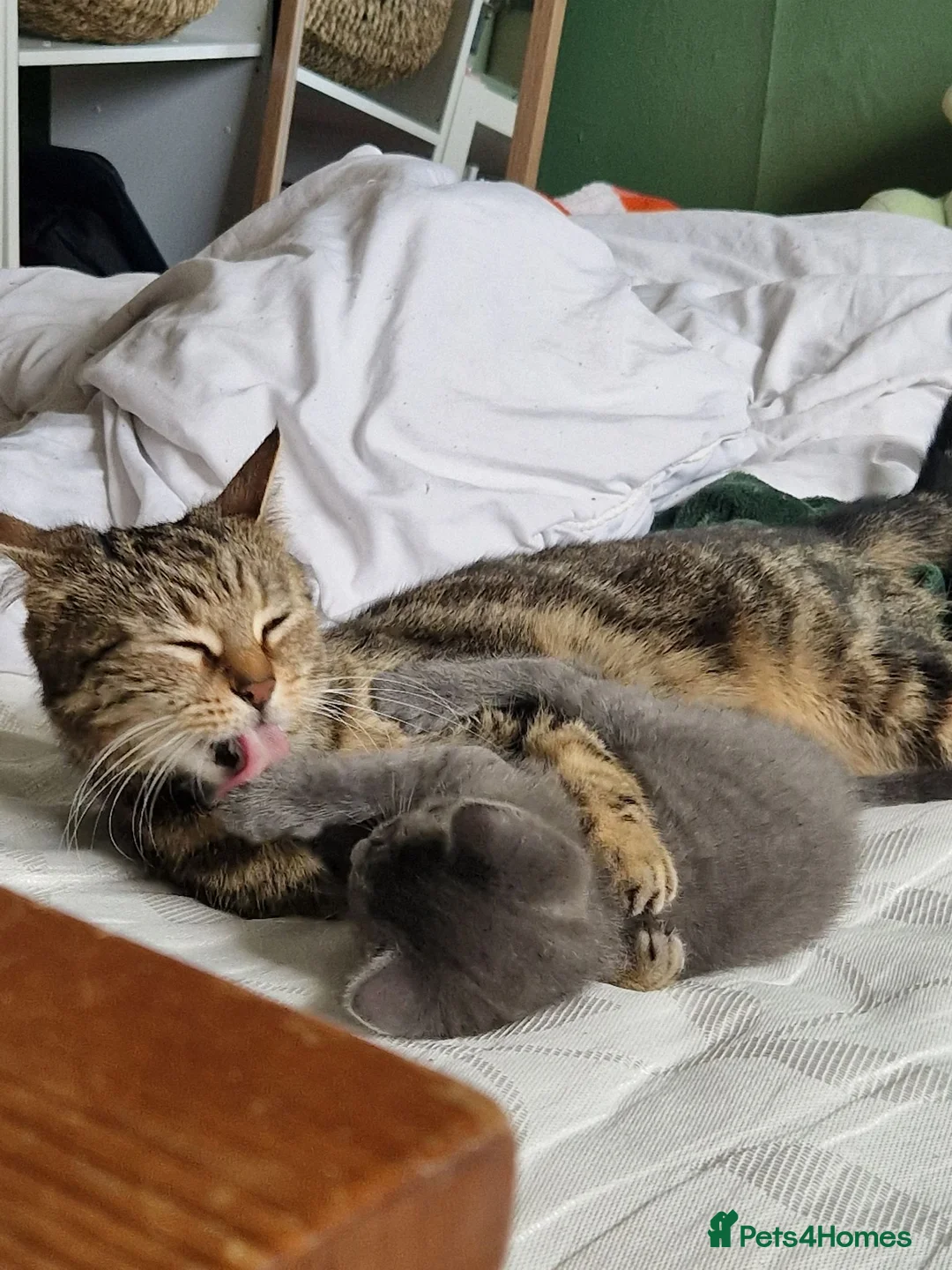 Mixed Breed cats for sale: Super Friendly Kittens for sale  in Edinburgh - Advert 1