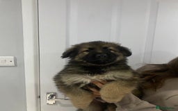 German Shepherd dogs for sale: 5 german shepherd puppies for sale - Image 4