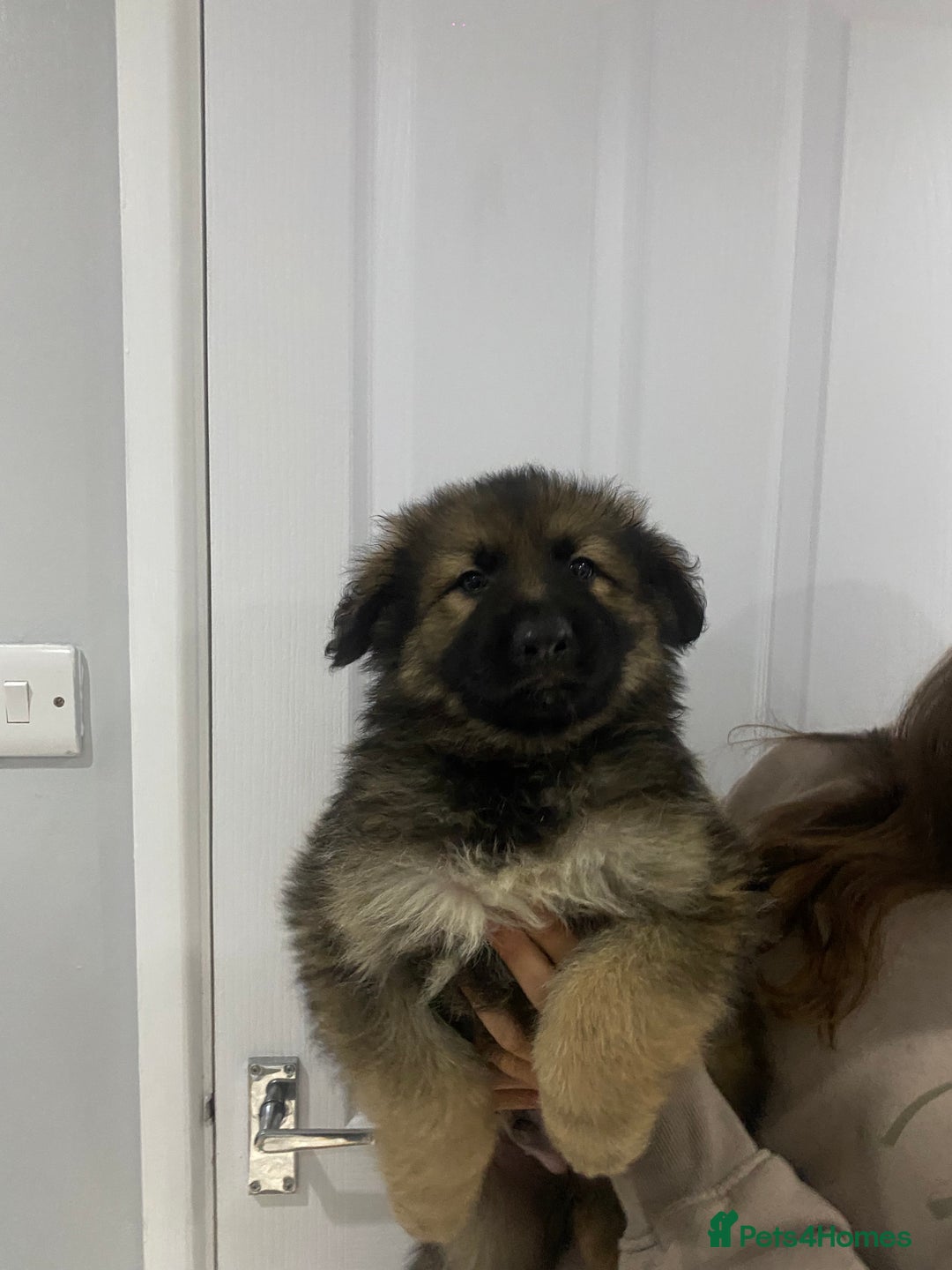 German Shepherd dogs for sale: 5 german shepherd puppies for sale - Image 4