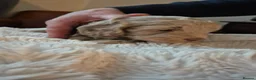 Labradoodle dogs for sale: Miniature Red & Taupe Labradoodle Puppies - Advert 15