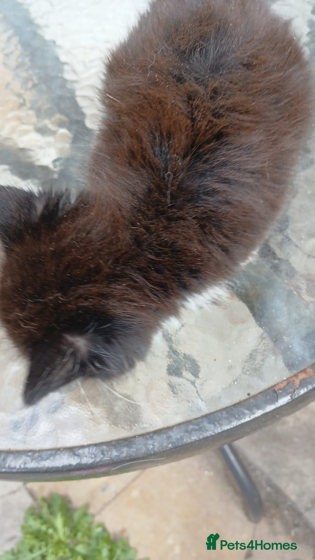 Mixed Breed cats for sale: Fluffy kittens - Image 7