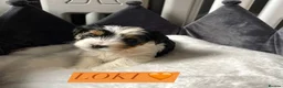 Mixed Breed dogs for sale: ❤️🐾 LITTER ANNOUNCEMENT🐾❤️ - Advert 4