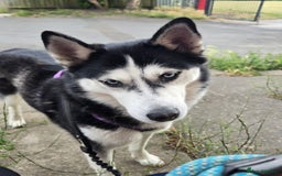 Siberian Husky dogs for sale: Siberian Husky  - Image 3