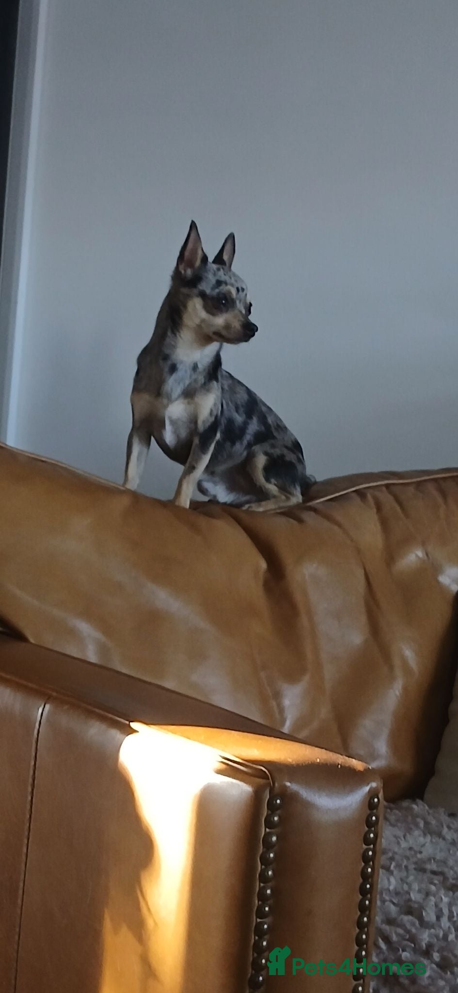 Chihuahua dogs chuhiahia stud - Advert 3