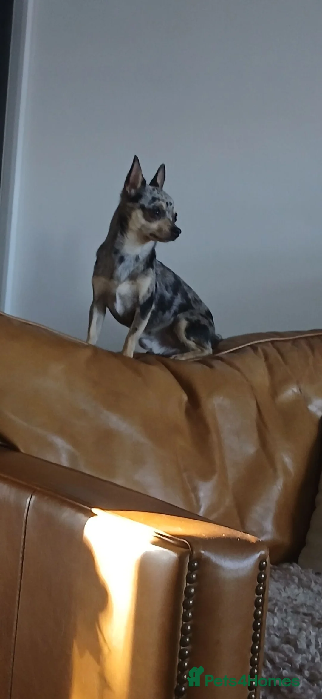 Chihuahua dogs for stud: chuhiahia stud - Advert 1